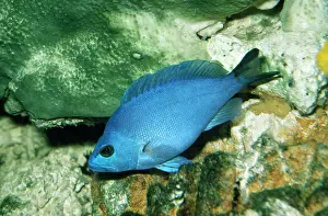 Hermaphrodite: Blue Hamlet