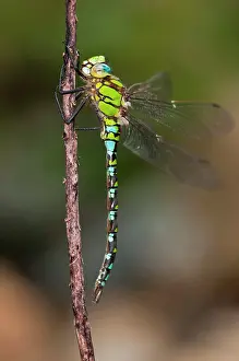 Aeshna: Blue Hawker male on branch