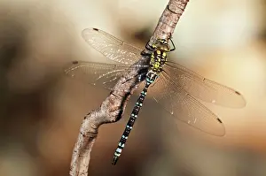 Aeshna: Blue Hawker male on branch