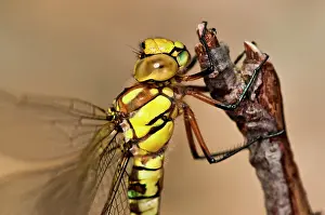 Aeshna: Blue Hawker/ Migrant Hawker