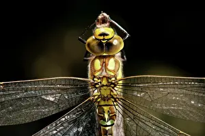Aeshna: Blue Hawker/ Migrant Hawker female rests on