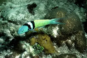 Wrasses: Blue-head Wrasse - male