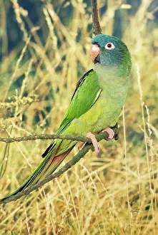 Aratinga: Blue-headed / Dusky-headed Conure