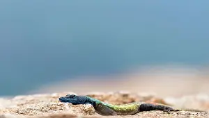 Agama: Blue Headed Lizard on rock