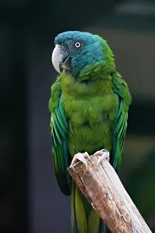 Bolivia: Blue Headed Macaw, perched on stump, captive, occurs