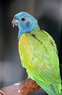 Pionus: Blue-headed Parrot