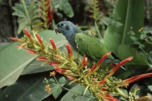 Heliconia: Blue-headed Parrot