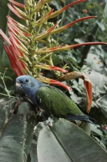Heliconia: Blue-headed Parrot