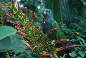 Heliconia: Blue-headed Parrot