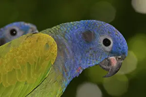 Pionus: Blue-headed Parrot