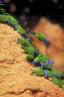 Tambopata: Blue-headed parrots