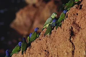 Tambopata: Blue-Headed Parrots