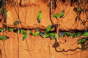 Pionus: Blue-headed PARROTS - at clay lick