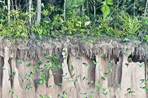 Tambopata: Blue-headed parrots at clay lick