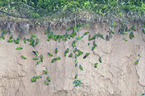 Clay: Blue-headed parrots at clay lick