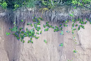 Clay: Blue-headed parrots at clay lick