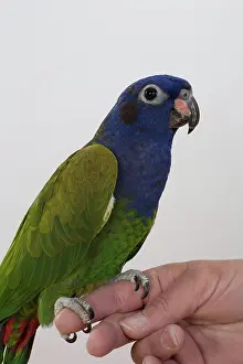 Pionus: Blue-headed Pionus