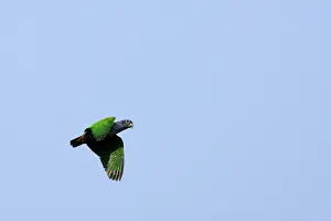 Pionus: Blue Headed Pionus / Blue Headed Parrot