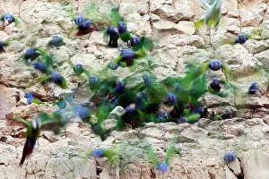 Zoopharmacognosy: Blue Headed Pionus / Blue Headed Parrot - at clay lick