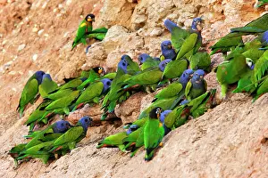 Zoopharmacognosy: Blue Headed Pionus / Blue Headed Parrot - at clay lick