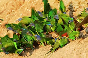 Zoopharmacognosy: Blue Headed Pionus / Blue Headed Parrot - at clay lick