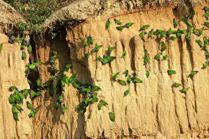 Zoopharmacognosy: Blue Headed Pionus / Blue Headed Parrot - at clay lick