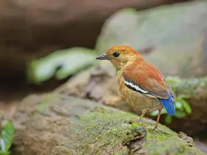 Malaysia: Blue Headed Pitta female Hydrornis baudii Sabah