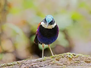 Malaysia: Blue Headed Pitta male Hydrornis baudii Sabah, M