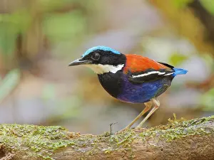 Malaysia: Blue Headed Pitta male Hydrornis baudii Sabah, M