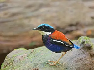 Malaysia: Blue Headed Pitta male Hydrornis baudii Sabah, M
