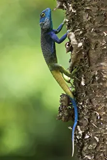 Agamas: Blue Headed Tree Agama - on tree
