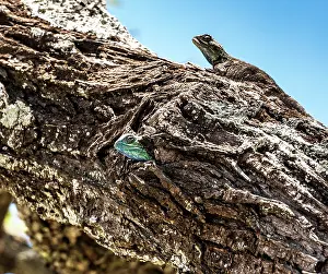 Agamas: Blue Headed Tree Agamas male and females on tree