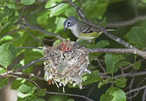 Solitarius: Blue-headed Vireo