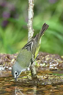 Solitarius: Blue-headed Vireo