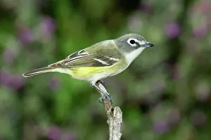 Solitarius: Blue-headed Vireo