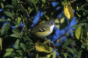 Solitarius: Blue-headed Vireo