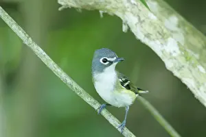 Vireo: Blue-headed Vireo - on migration
