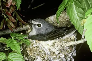 Solitarius: Blue-headed Vireo (Vireo solitarius) in nest