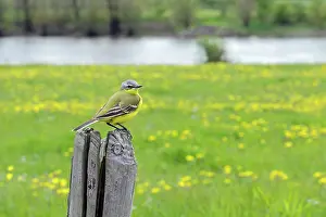 Flava: Blue-headed Wagtail