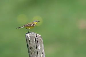Insectivorous: Blue-headed Wagtail