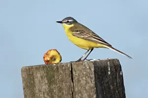 Insectivorous: Blue-headed Wagtail