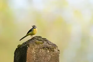 Flava: Blue-headed Wagtail
