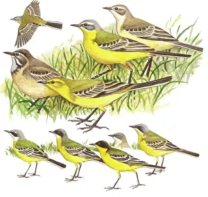 Subspecies: Blue-headed Wagtail