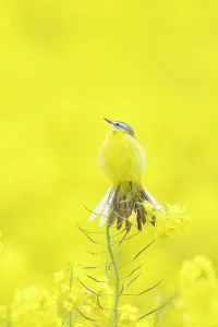 Rapefield: Blue-headed Wagtail