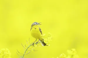 Rapefield: Blue-headed Wagtail