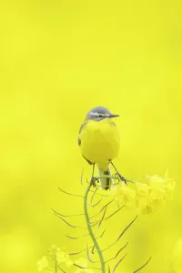 Rapefield: Blue-headed Wagtail