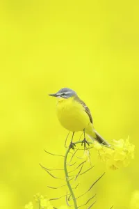 Rapefield: Blue-headed Wagtail