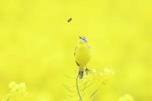 Rapefield: Blue-headed Wagtail