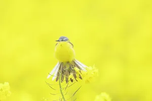 Rapefield: Blue-headed Wagtail