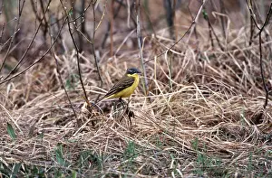 Wagtail: BLUE HEADED WAGTAIL - ON GRASS